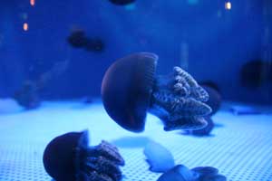 水族館2