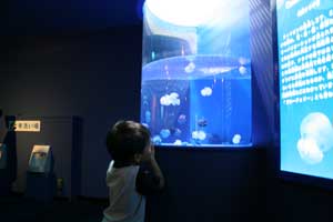 水族館4