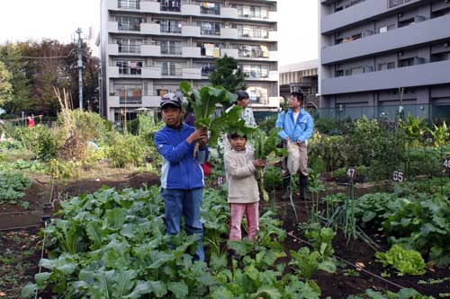 08my-garden-kabu000