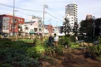 08my-garden-kabu111