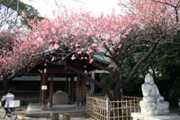 寒緋桜と恵比須さま