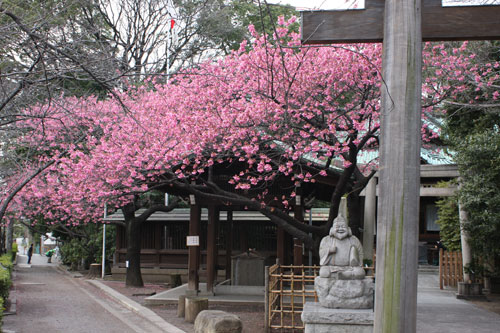 寒緋桜1