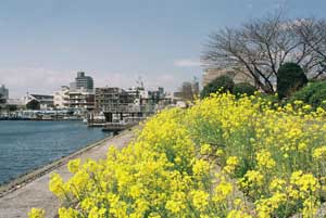 nanohana3