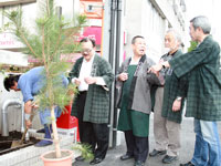 旧東海道に松を植樹