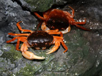 しながわ水族館