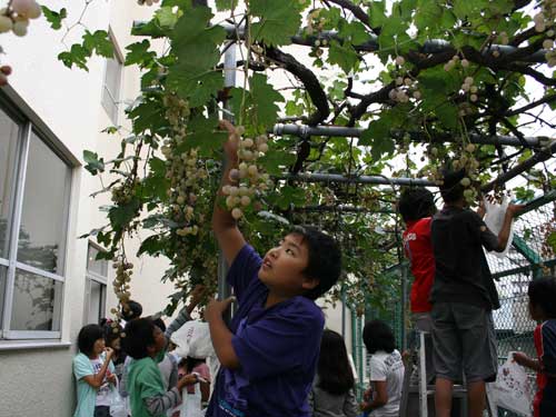 上神明小学校　ぶどう狩り