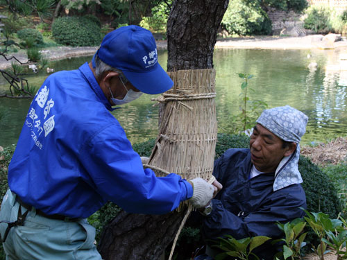 松のこも巻き