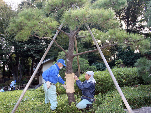 松のこも巻き