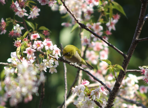 花をついばむメジロ