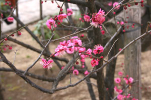 ume3