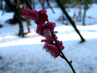 しながわ中央公園