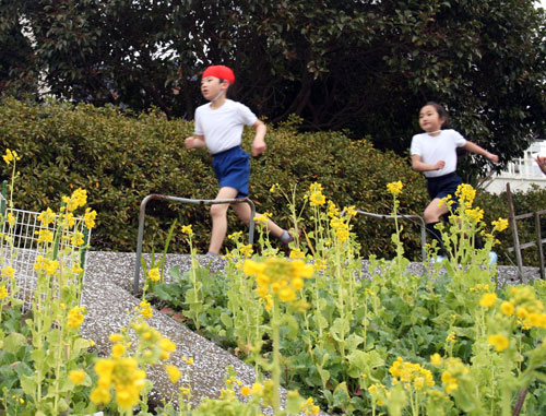 鮫浜小　菜の花マラソン