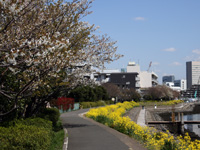 しながわ花海道