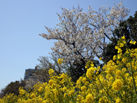 しながわ花海道