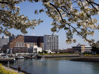 しながわ花海道