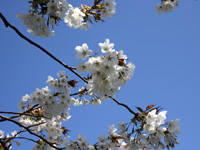 しながわ花海道