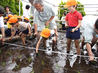 屋上庭園で田植え4