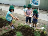 220624鮫浜小の子どもたちがコスモスの種まき2