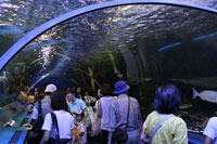 220727しながわ水族館のトンネル水槽を楽しむ参加者