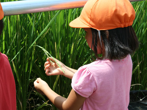 稲を観察する子ども