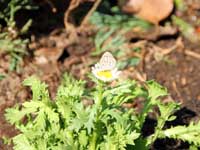 花の蜜を吸いに来た蝶