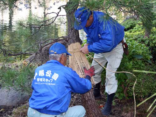 戸越公園　松のこも巻き