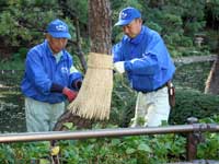 戸越公園　松のこも巻き