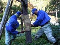 戸越公園　松のこも巻き