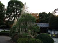 戸越公園　雪つり