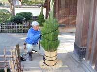 戸越公園で門松づくり1