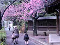 寒緋桜