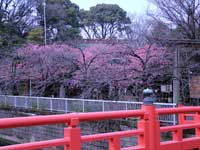 寒緋桜