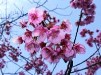 寒緋桜