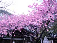 寒緋桜