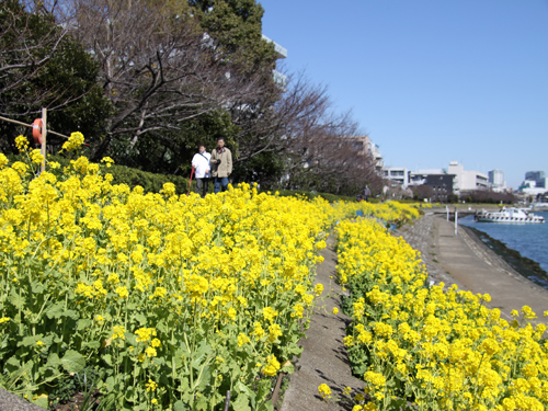 花海道1