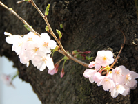 開校式の桜