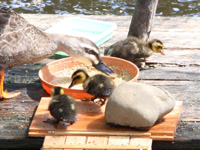 カルガモのひな7羽が誕生 品川区小山の弁天池で