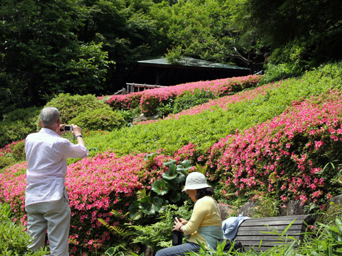 池田山公園　サツキ