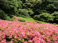 池田山公園　サツキ