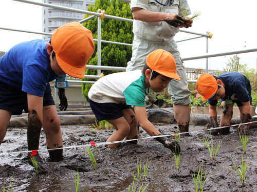 区役所屋上庭園で幼稚園児が田植え1