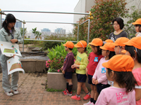 区役所屋上庭園で幼稚園児が田植え2