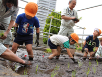 区役所屋上庭園で幼稚園児が田植え5