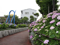しながわ中央公園 アジサイが見ごろ