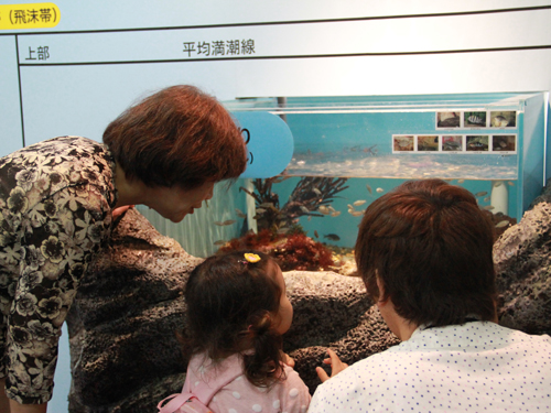 しながわ水族館　夏の特別展示「エンジョイ！磯ッチング」