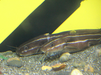 しながわ水族館 夏の特別展示「エンジョイ!磯ッチング」