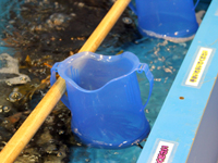 しながわ水族館　夏の特別展示「エンジョイ！磯ッチング」