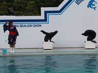 しながわ水族館　盆踊りアシカショー