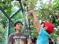 上神明小学校で恒例のぶどう狩り