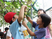 上神明小学校で恒例のぶどう狩り