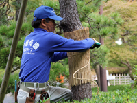 松のこも巻き